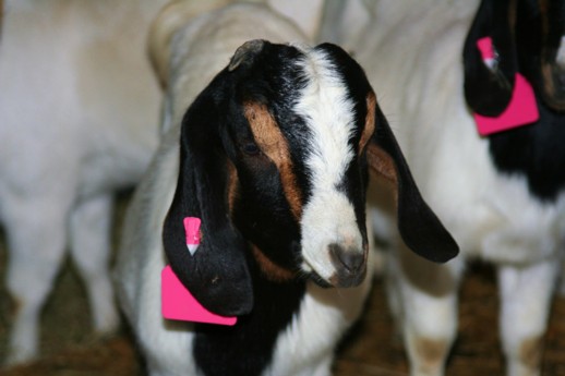 Goat Ear Tags | Homesteading Guide: How To Keep Goats