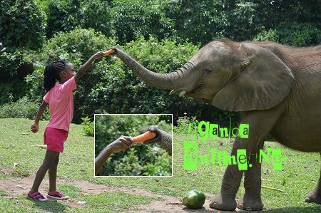 Bobi Wine's daughter feeding the elephant